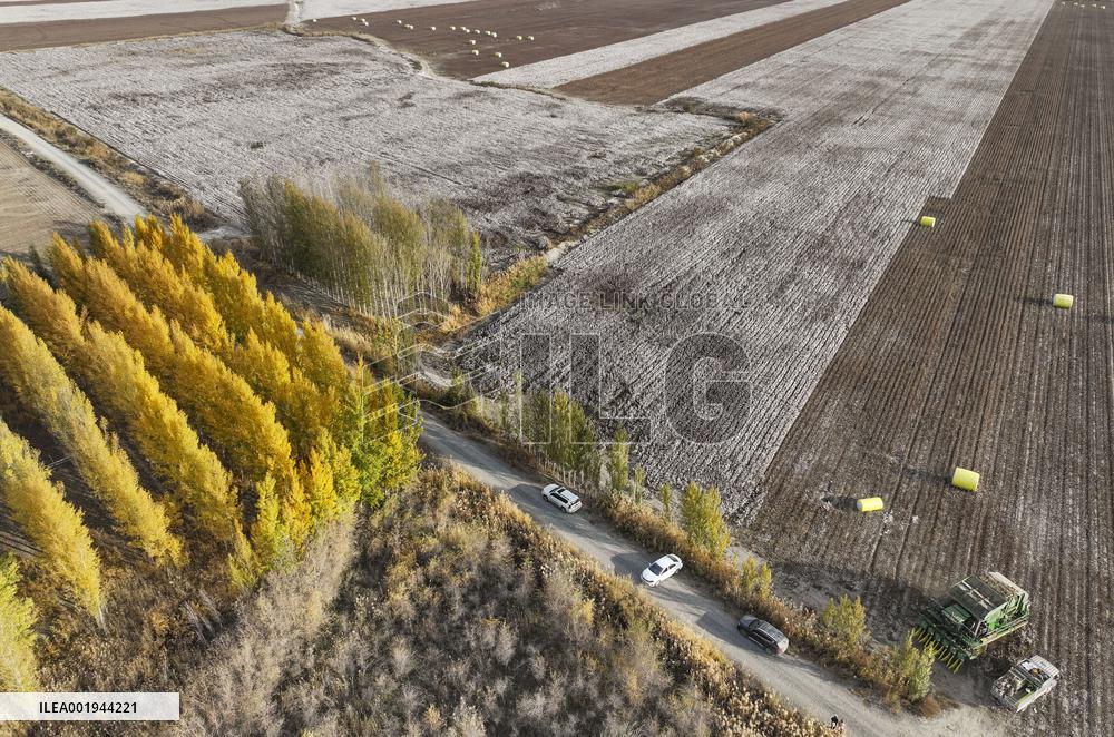 CHINA-XINJIANG-COTTON-HARVEST (CN)