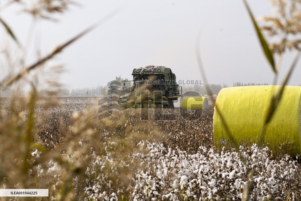 CHINA-XINJIANG-COTTON-HARVEST (CN)