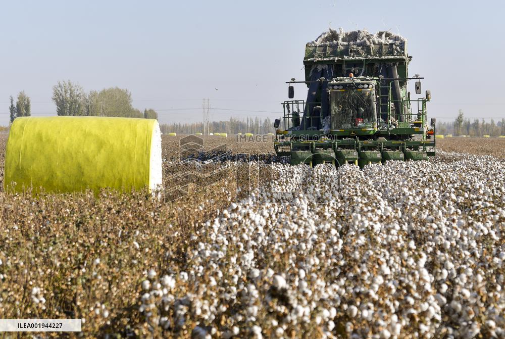CHINA-XINJIANG-COTTON-HARVEST (CN)