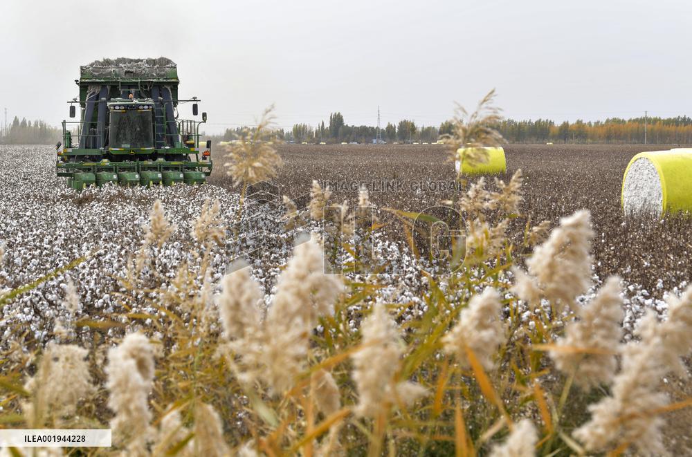 CHINA-XINJIANG-COTTON-HARVEST (CN)
