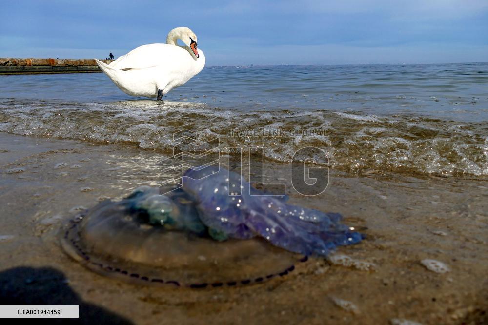 Swans in Odesa