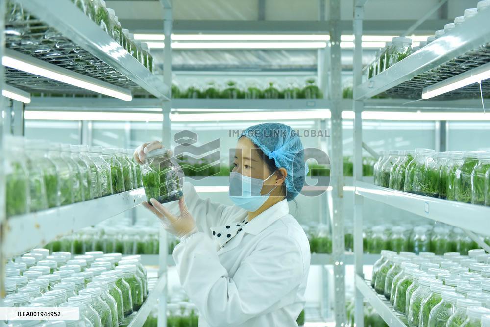 Dendrobium Officinale Comprehensive Industrial Park in Qiandongnan