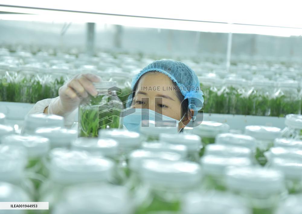 Dendrobium Officinale Comprehensive Industrial Park in Qiandongnan