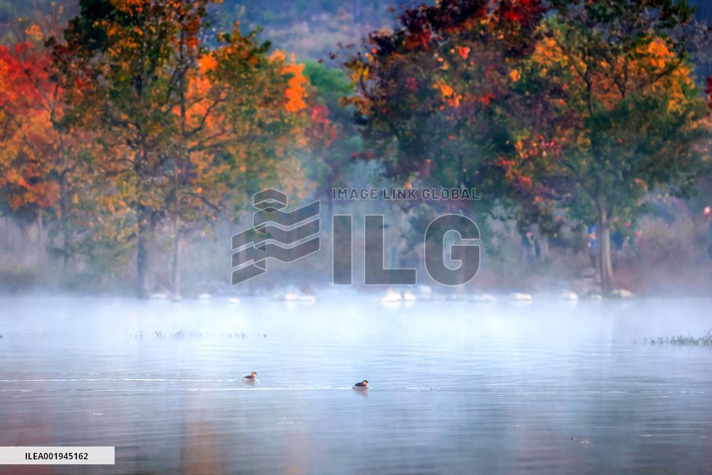 #CHINA-AUTUMN-SCENERY (CN)