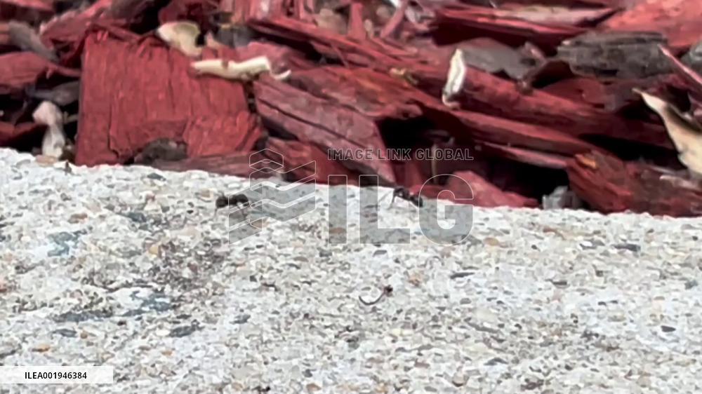 Feral goats added to Australia's plan on combating invasive species