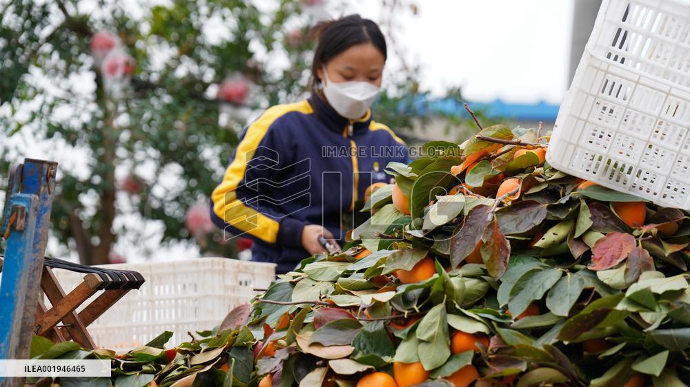 Persimmon Harvest in Weinan