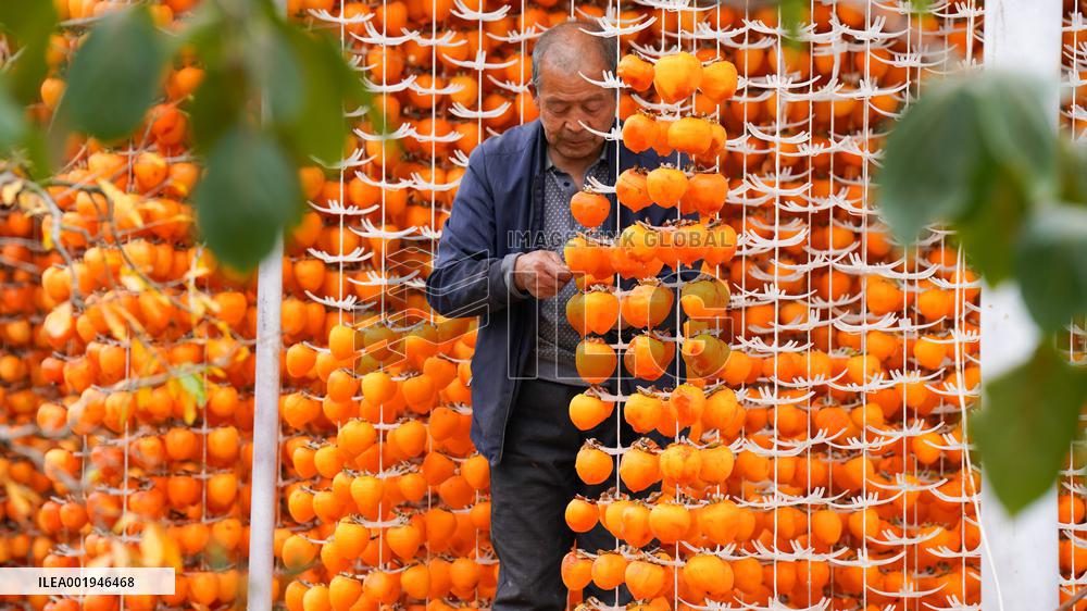 Persimmon Harvest in Weinan