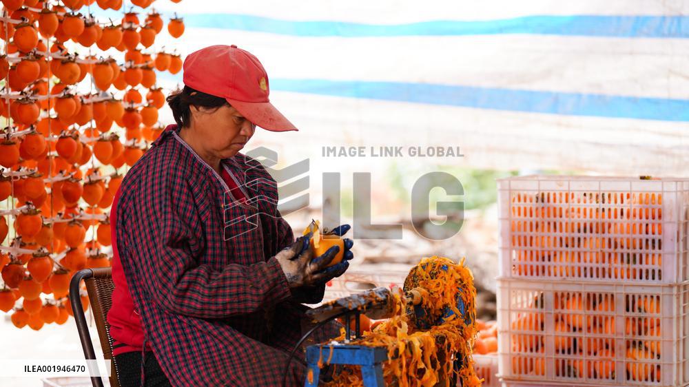 Persimmon Harvest in Weinan