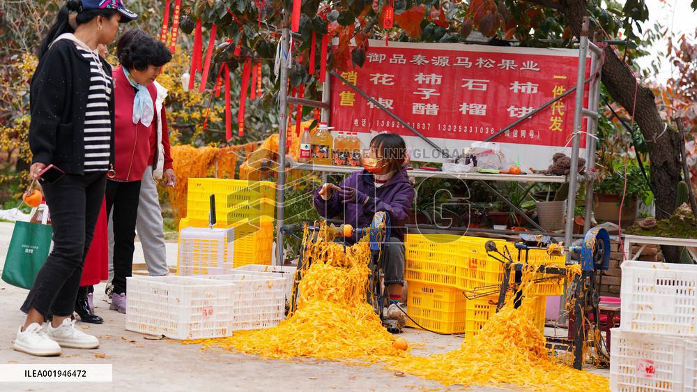 Persimmon Harvest in Weinan