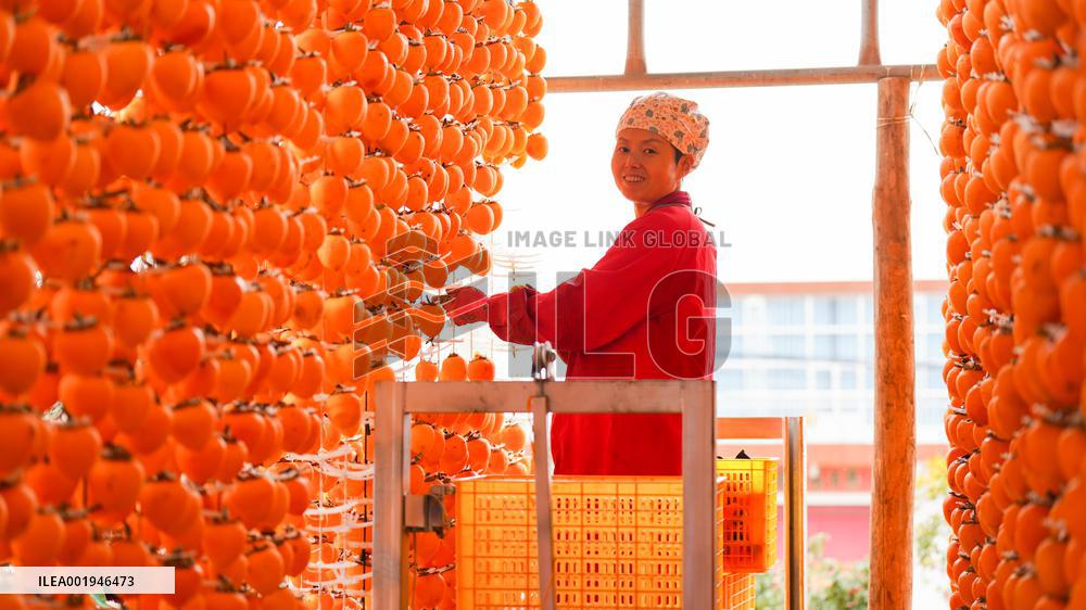Persimmon Harvest in Weinan