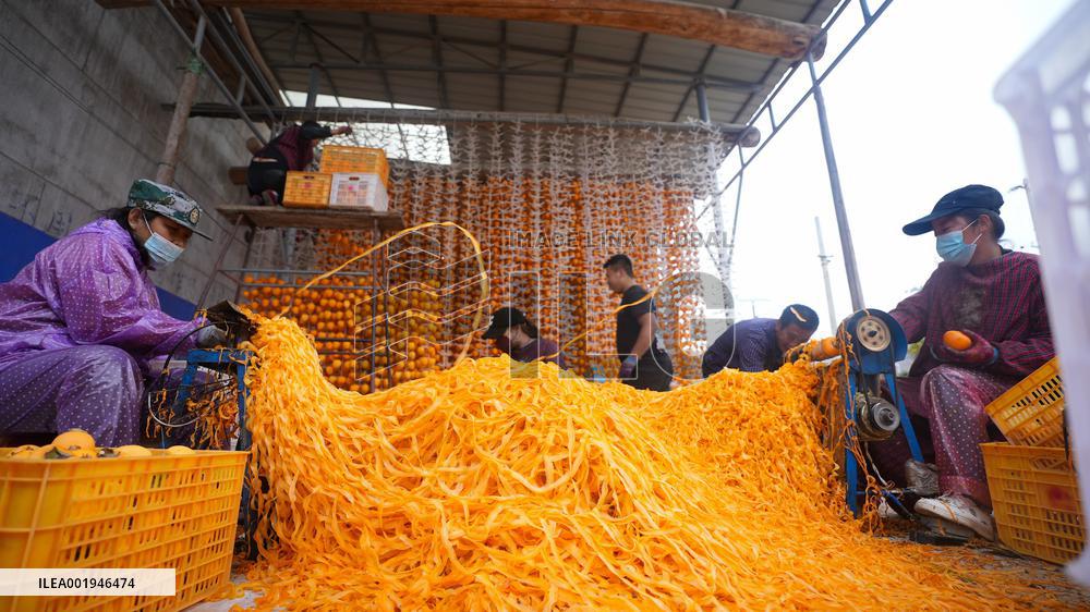 Persimmon Harvest in Weinan