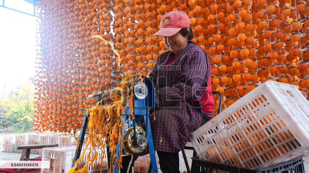 Persimmon Harvest in Weinan