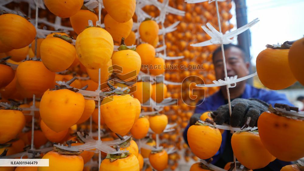 Persimmon Harvest in Weinan