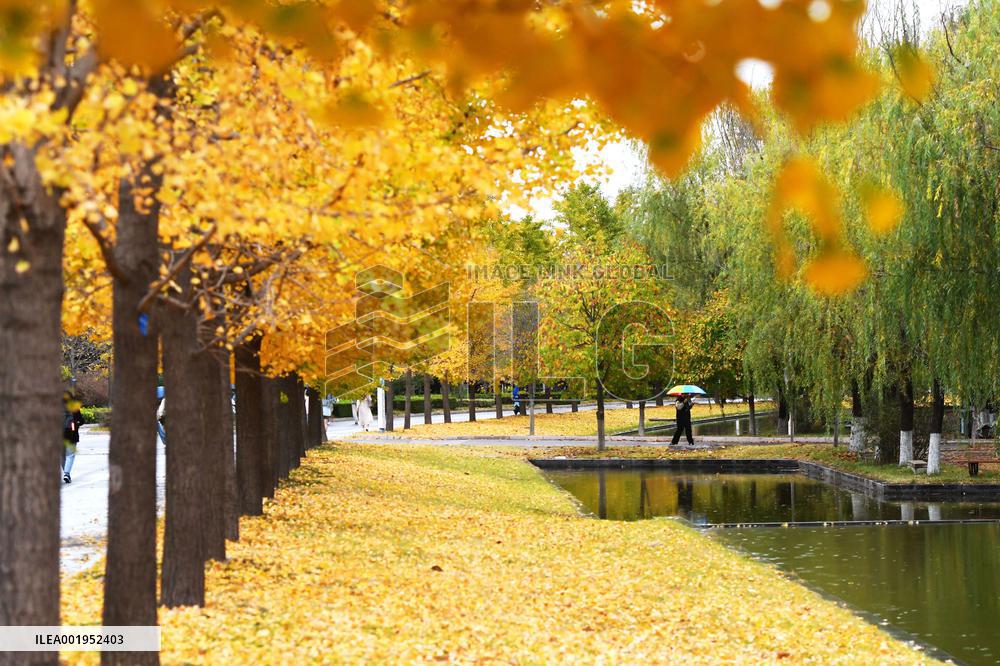 University Autumn Scenery in Qingdao