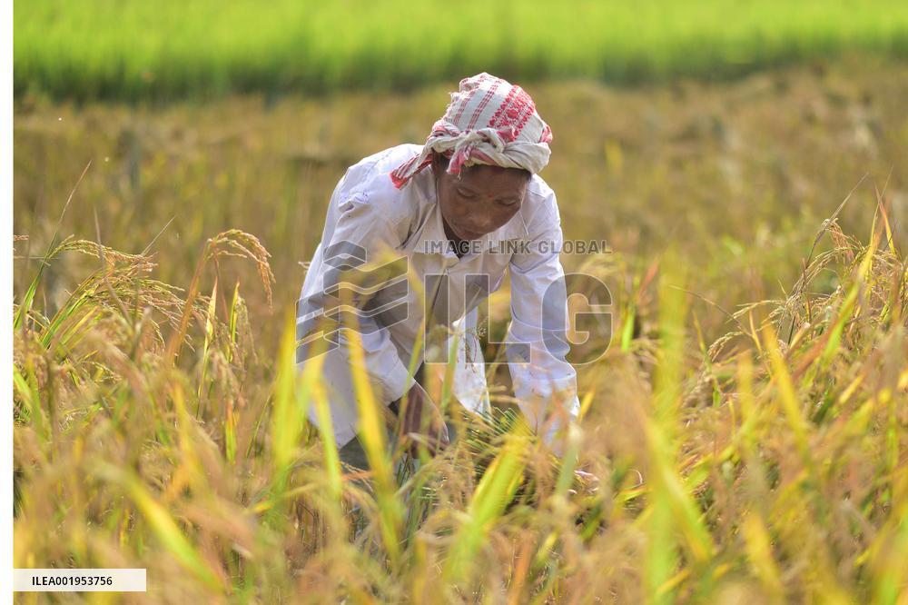 INDIA-ASSAM-PADDY-HARVEST