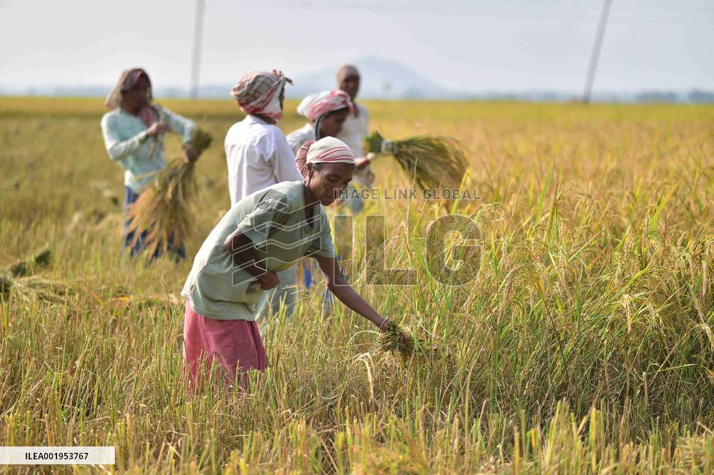 INDIA-ASSAM-PADDY-HARVEST