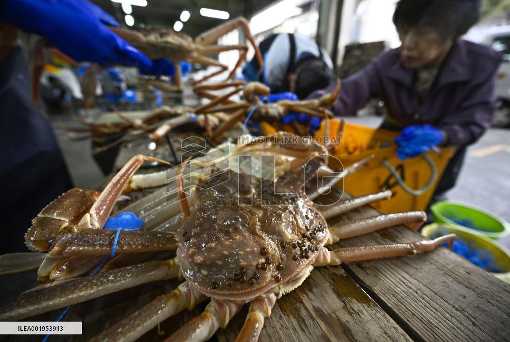 Snow crab fishing season in Japan