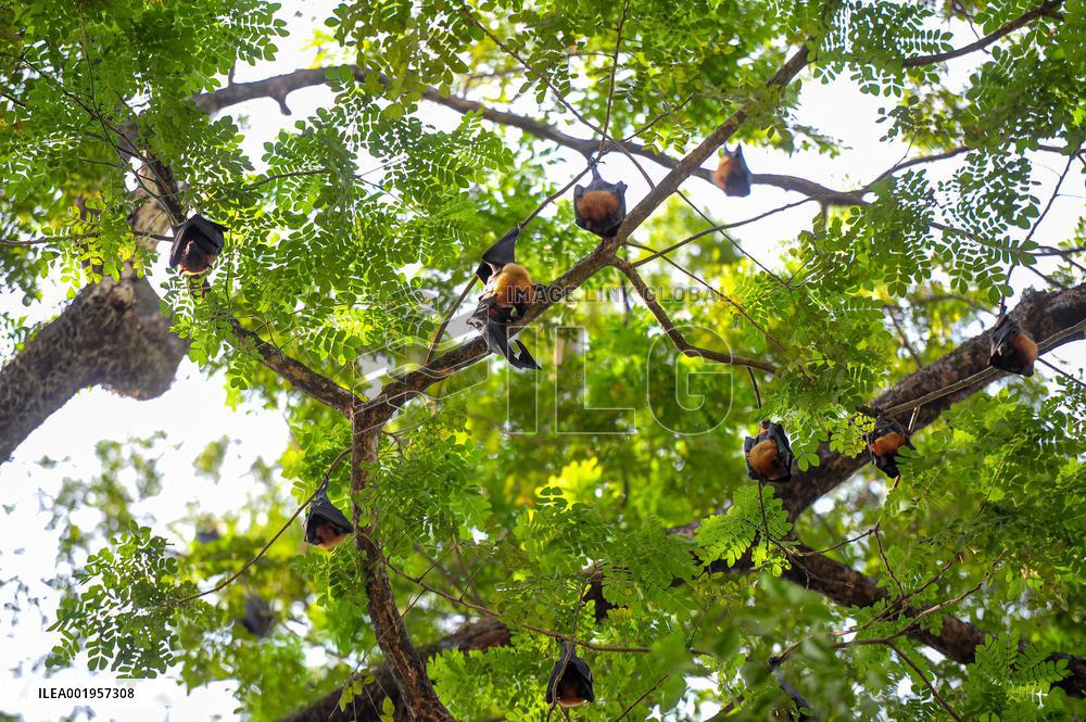 Bats Are Hanging On Tree Branch - Bangladesh