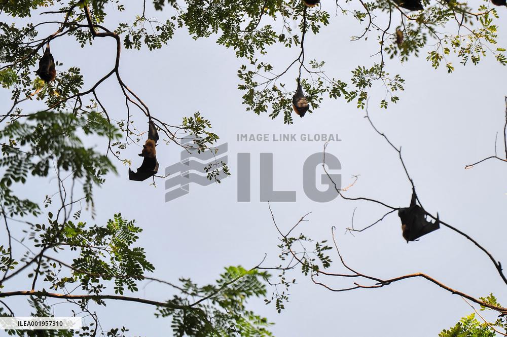 Bats Are Hanging On Tree Branch - Bangladesh
