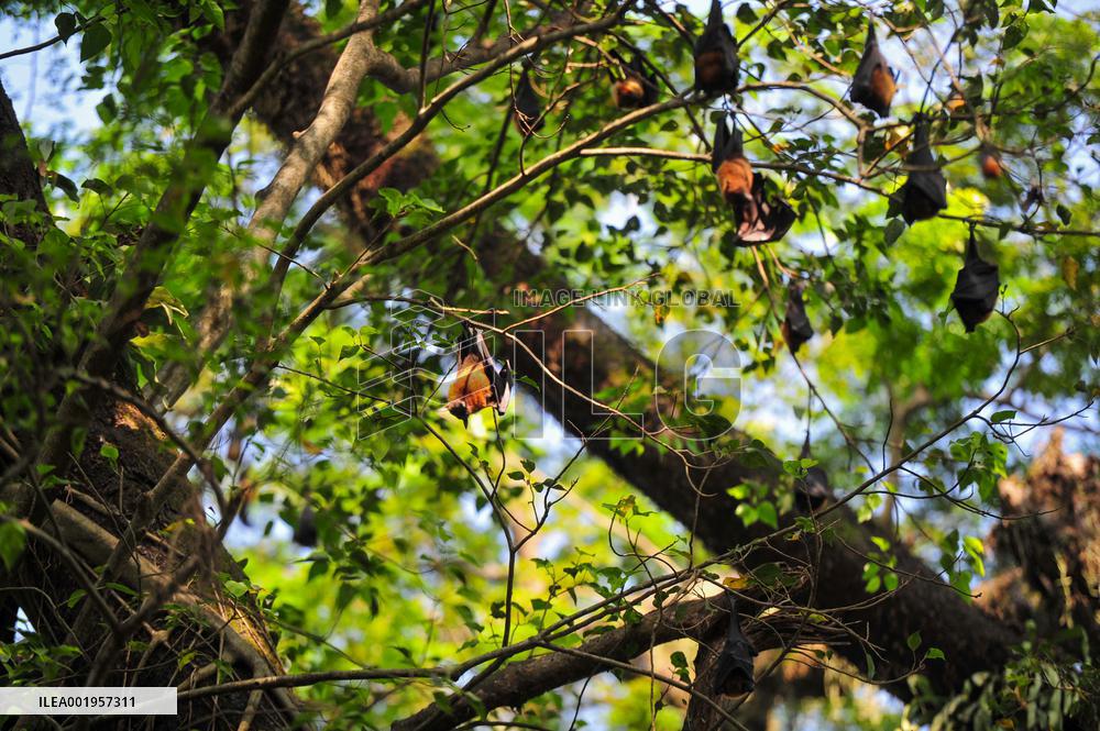 Bats Are Hanging On Tree Branch - Bangladesh