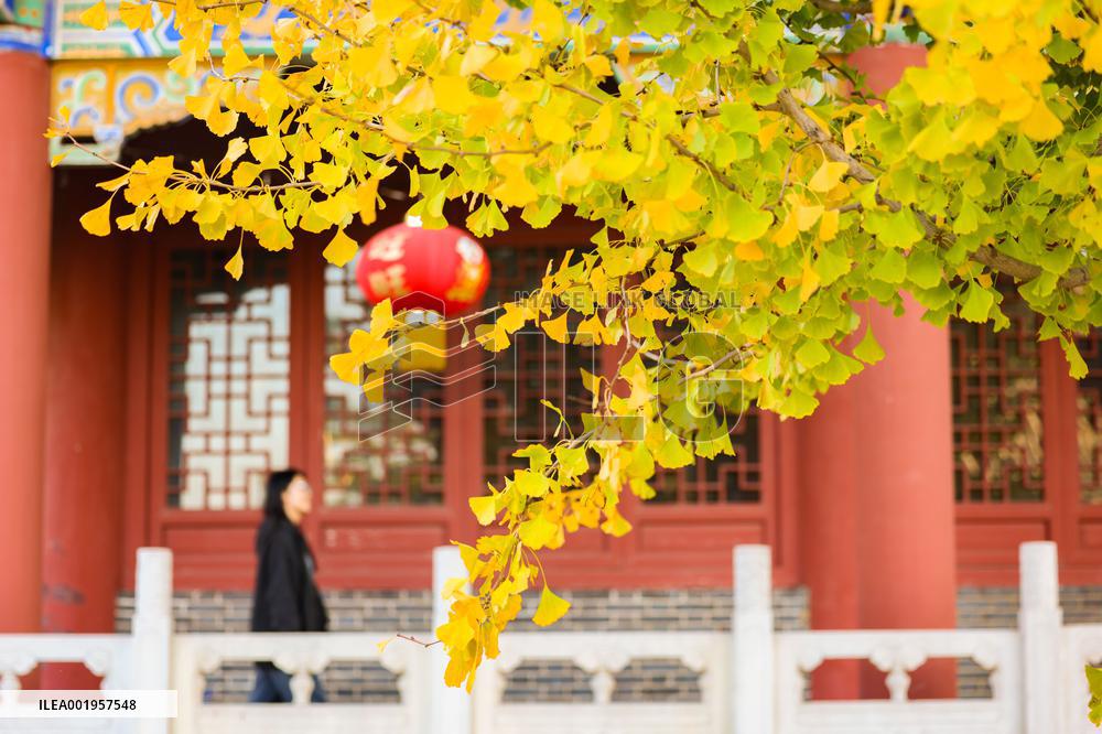 Beautiful Rural Autumn Scenery in Zhouping