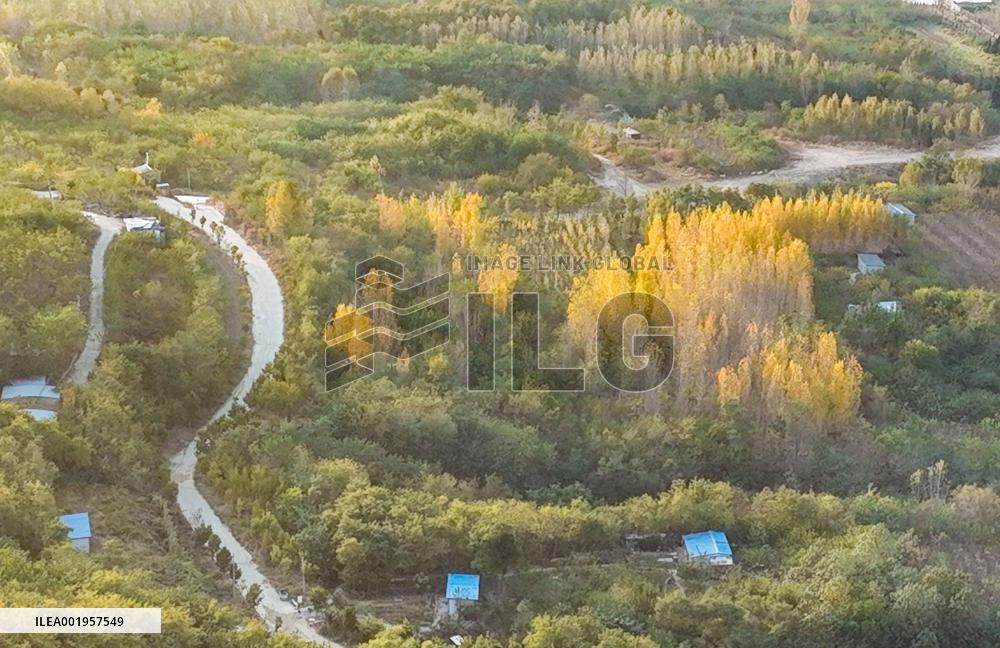 Beautiful Rural Autumn Scenery in Zhouping