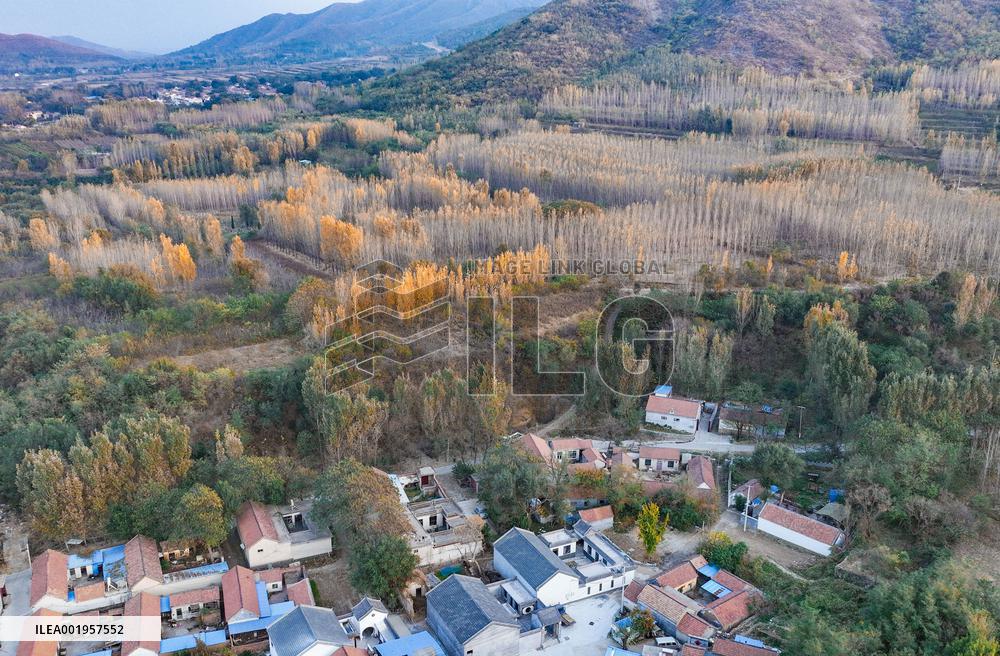 Beautiful Rural Autumn Scenery in Zhouping