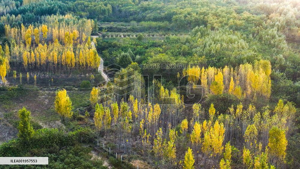 Beautiful Rural Autumn Scenery in Zhouping