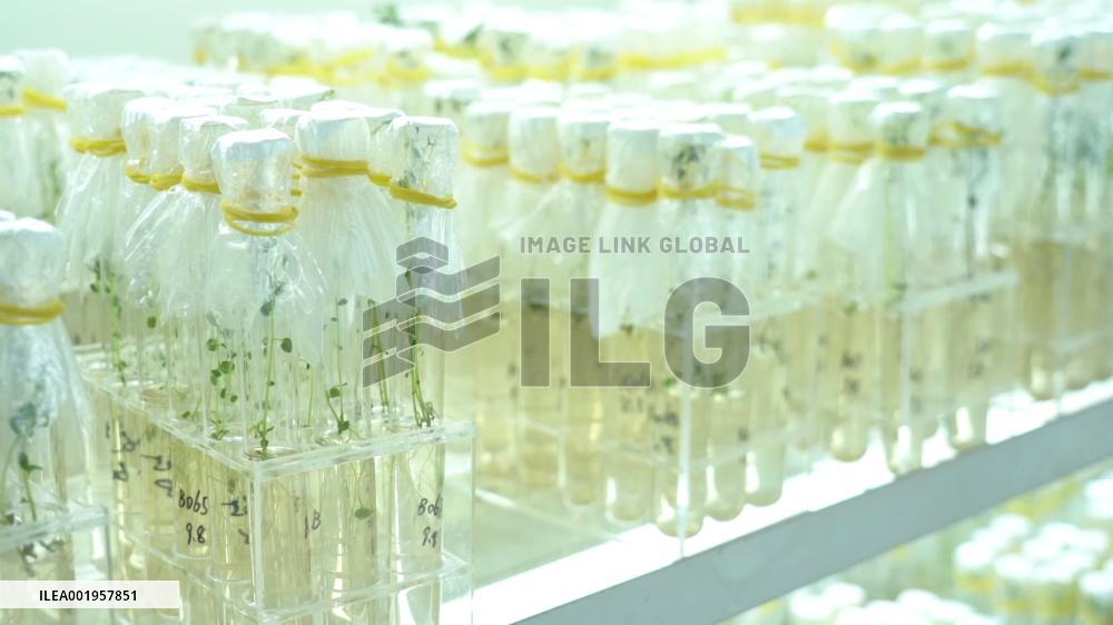 China's potato cultivation technology benefits BRI countries