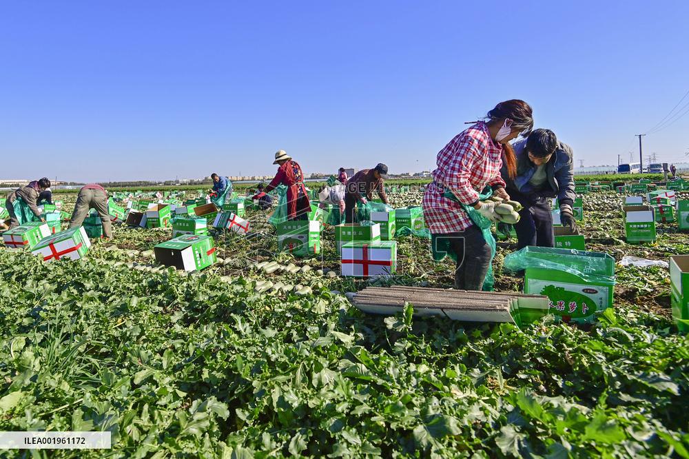 Agriculture Harvest in Qingzhou