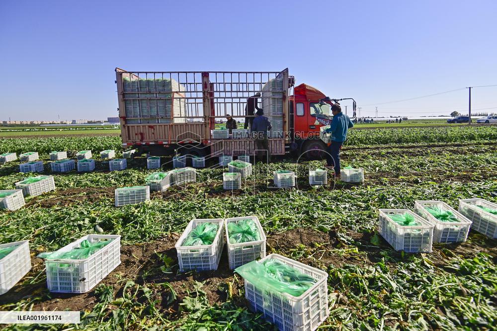 Agriculture Harvest in Qingzhou