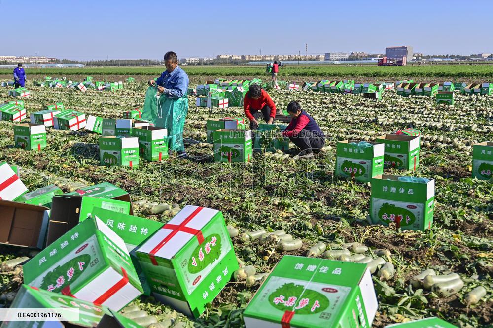 Agriculture Harvest in Qingzhou