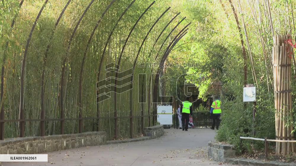 3 giant pandas on journey back to China from Washington zoo