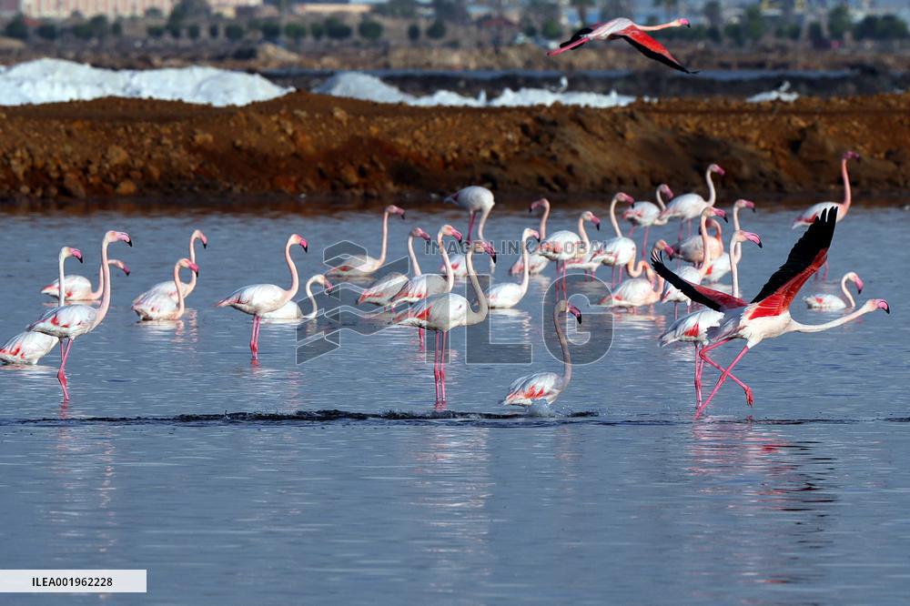 EGYPT-PORT SAID GOVERNORATE-FLAMINGOES