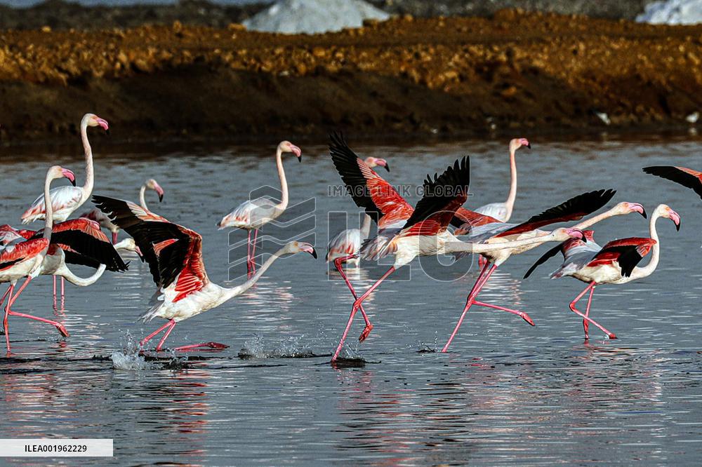 EGYPT-PORT SAID GOVERNORATE-FLAMINGOES