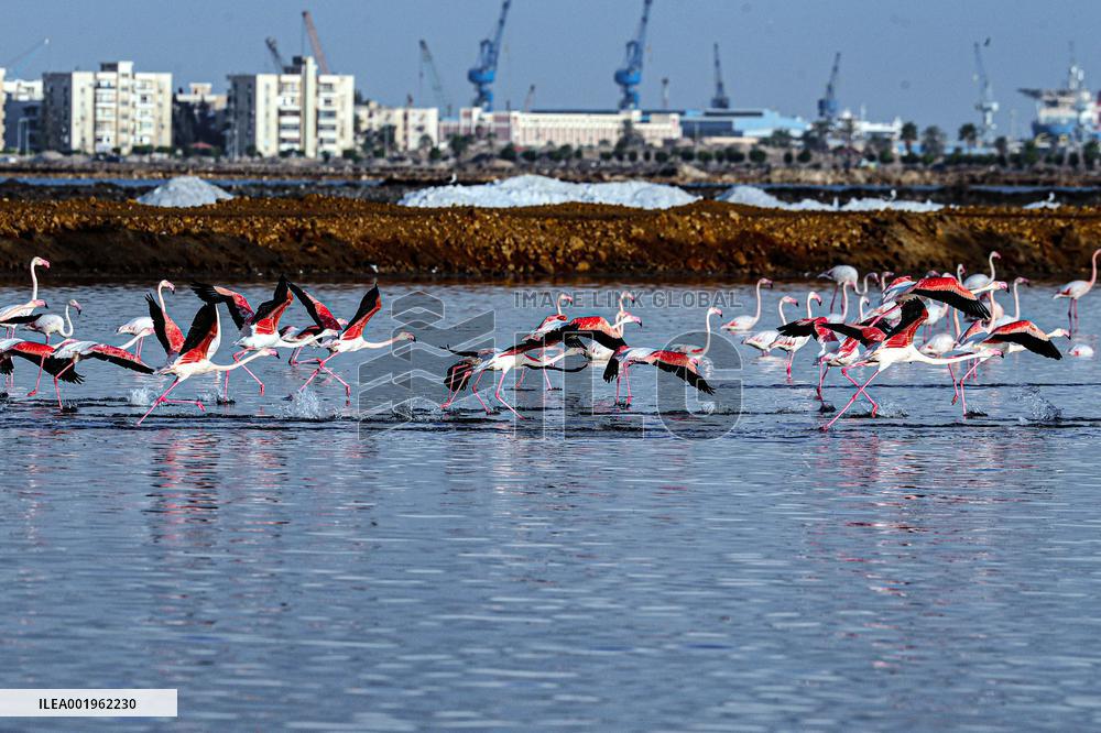 EGYPT-PORT SAID GOVERNORATE-FLAMINGOES