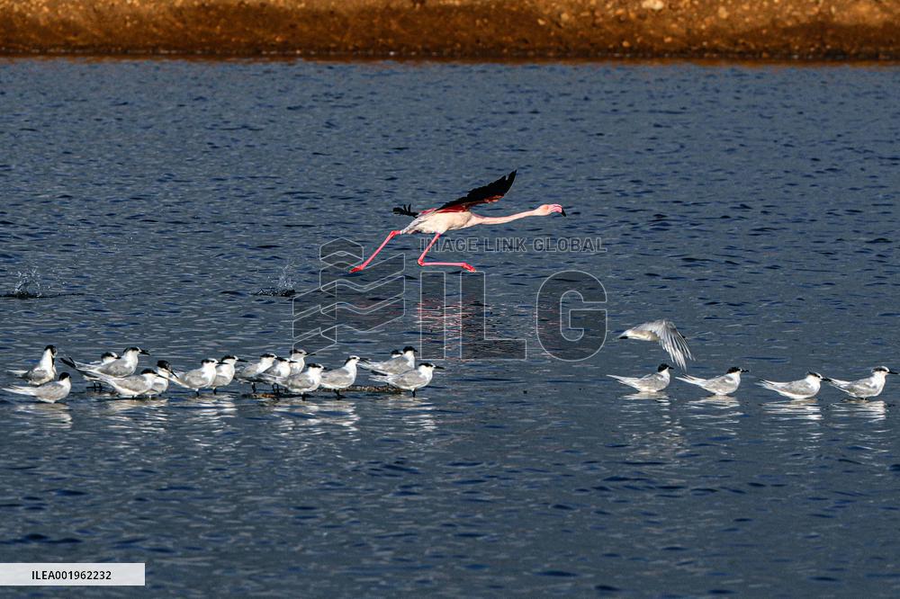 EGYPT-PORT SAID GOVERNORATE-FLAMINGOES