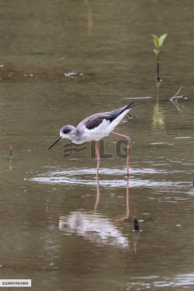 CHINA-HAINAN-DONGZHAI PORT NATURE RESERVE-MIGRATORY BIRD (CN)