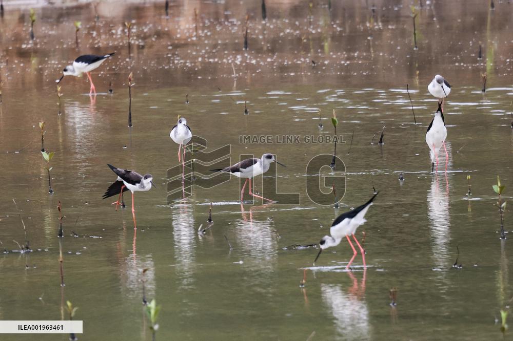 CHINA-HAINAN-DONGZHAI PORT NATURE RESERVE-MIGRATORY BIRD (CN)