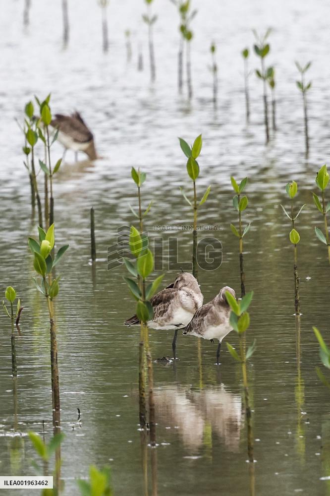 CHINA-HAINAN-DONGZHAI PORT NATURE RESERVE-MIGRATORY BIRD (CN)