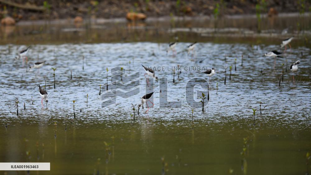 CHINA-HAINAN-DONGZHAI PORT NATURE RESERVE-MIGRATORY BIRD (CN)