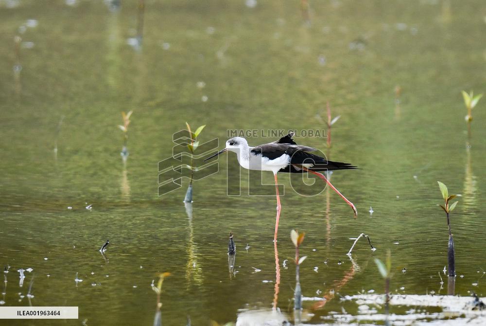 CHINA-HAINAN-DONGZHAI PORT NATURE RESERVE-MIGRATORY BIRD (CN)