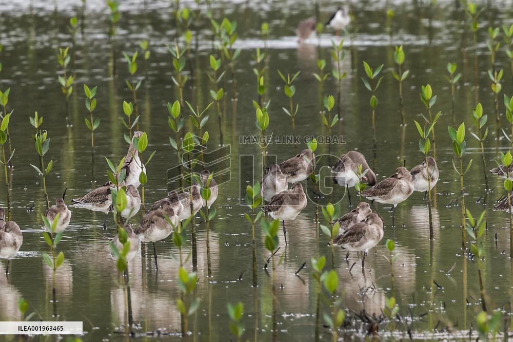 CHINA-HAINAN-DONGZHAI PORT NATURE RESERVE-MIGRATORY BIRD (CN)