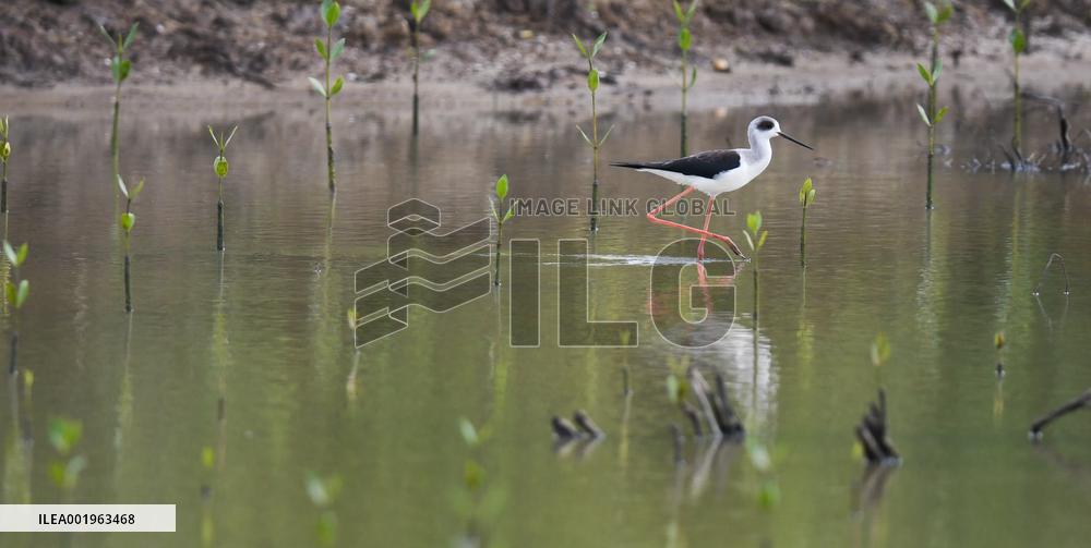 CHINA-HAINAN-DONGZHAI PORT NATURE RESERVE-MIGRATORY BIRD (CN)