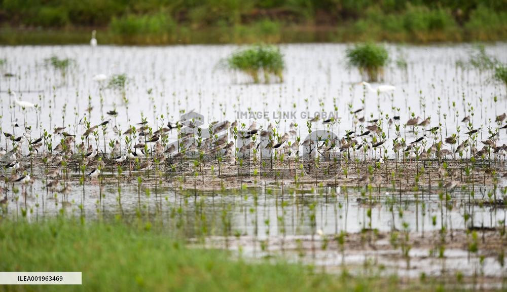 CHINA-HAINAN-DONGZHAI PORT NATURE RESERVE-MIGRATORY BIRD (CN)