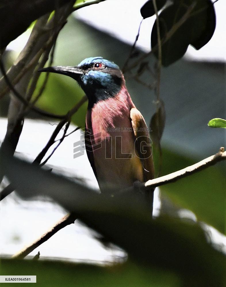 Northern carmine bee-eater at Kobe zoo