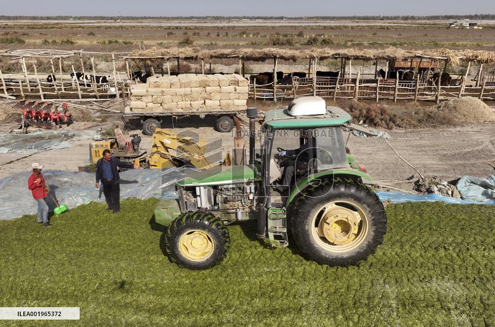 CHINA-XINJIANG-YULI-COTTON FARMER (CN)
