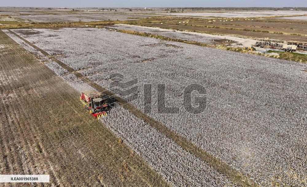 CHINA-XINJIANG-YULI-COTTON FARMER (CN)