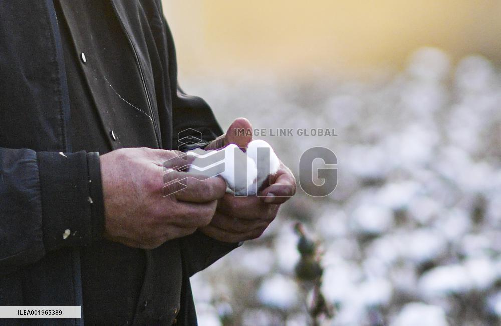 CHINA-XINJIANG-YULI-COTTON FARMER (CN)