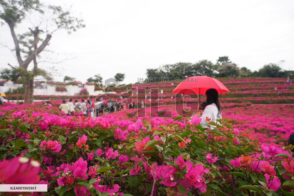 Tourists Enjoy Triangular Plum Blossom in Nanning
